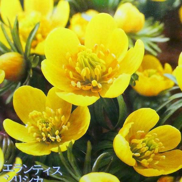 節分草 黄花 球根 5球 セツブンソウ 山野草 秋植え球根 221018
