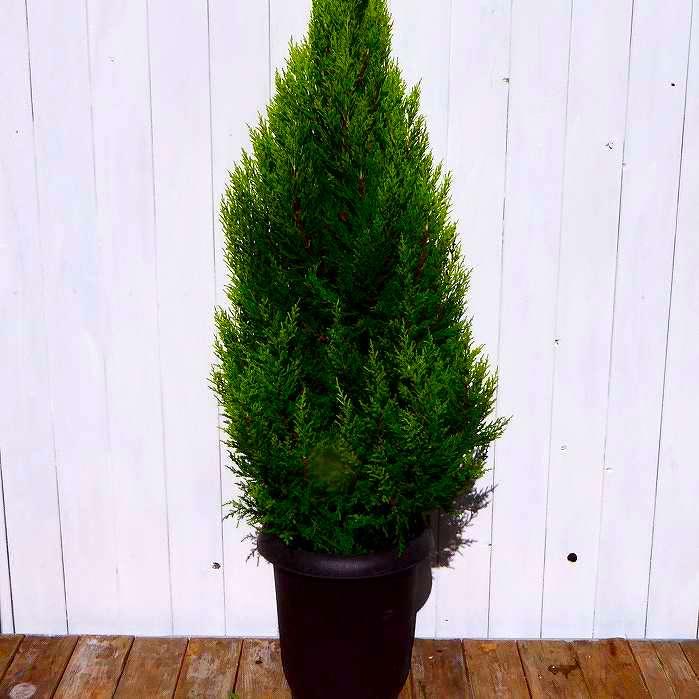 コニファー ゴールドクレスト 6号鉢 樹高60cm 常緑樹 植木 庭木 2329 お花処 昌山園 通販 Yahoo ショッピング