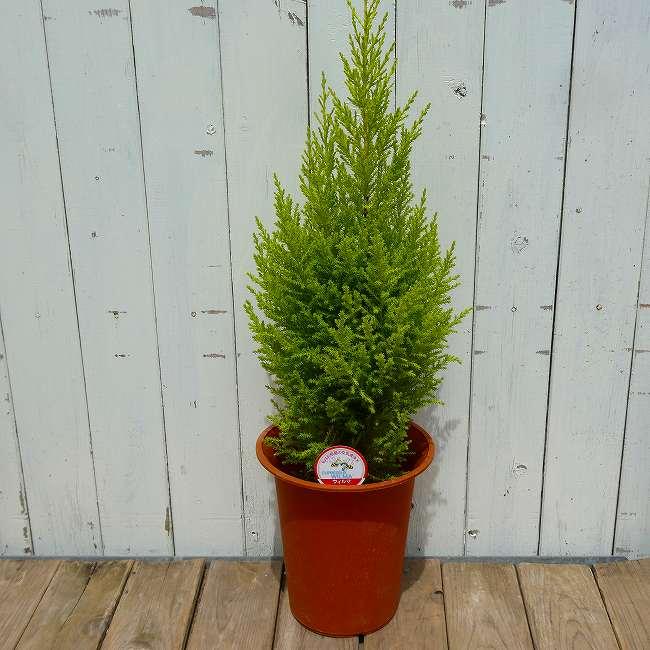 コニファー 6号鉢 全高70cm ゴールドクレスト ウィルマ クリスマス