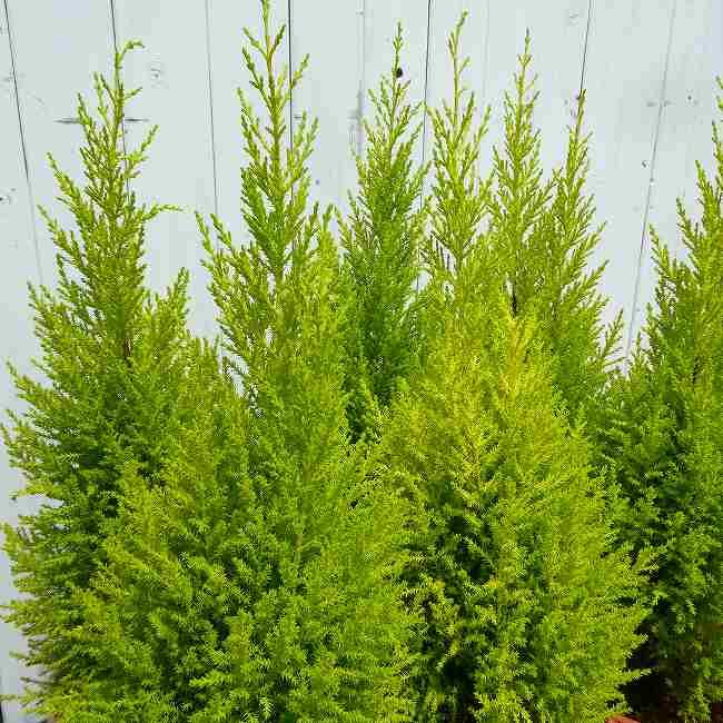 コニファー 6号鉢 全高70cm ゴールドクレスト ウィルマ クリスマス