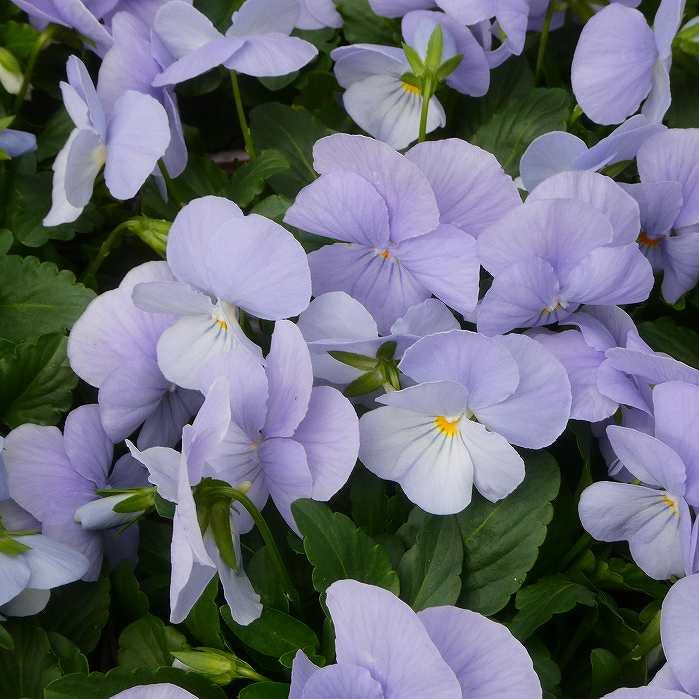 ビオラ 苗 ヘブンリーブルー 3.5号 淡いブルー 花苗 淡い青 251127