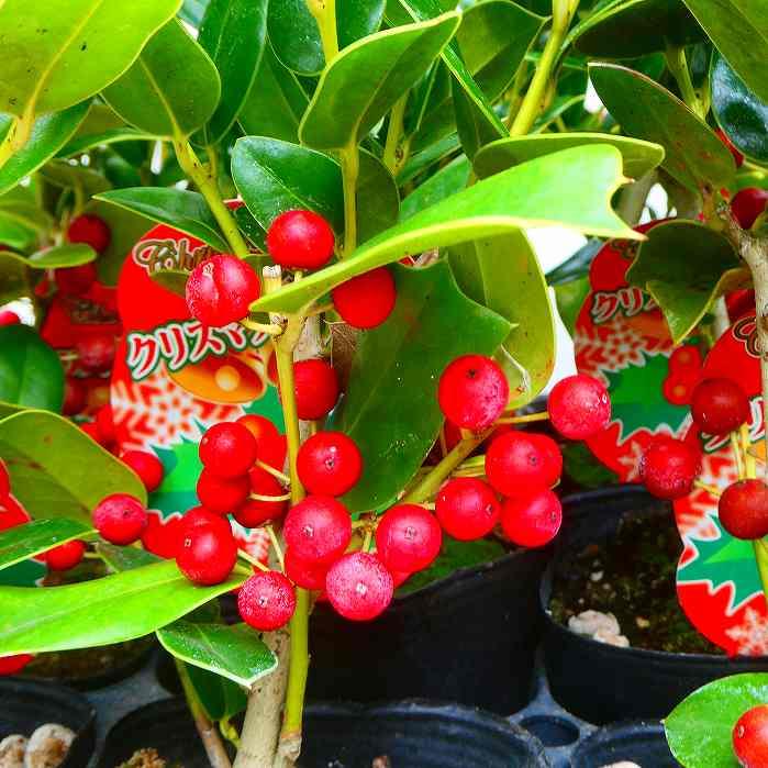 クリスマスホーリー 苗 4.5号 トゲ無し ホーリー クリスマス 低木