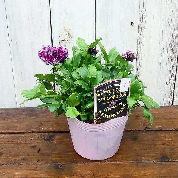花苗 ラナンキュラス 綾リッチ パープル 紫 3 5号 苗 球根植物 01 08 お花処 昌山園 通販 Yahoo ショッピング