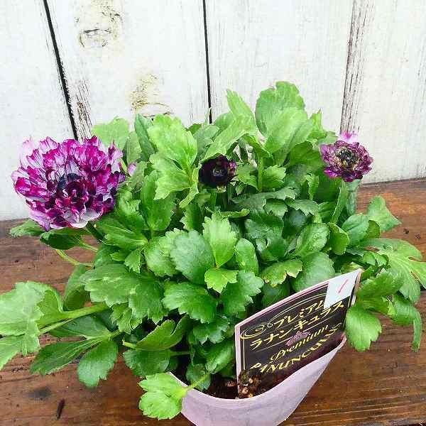 花苗 ラナンキュラス 綾リッチ パープル 紫 3 5号 苗 球根植物 01 08 お花処 昌山園 通販 Yahoo ショッピング