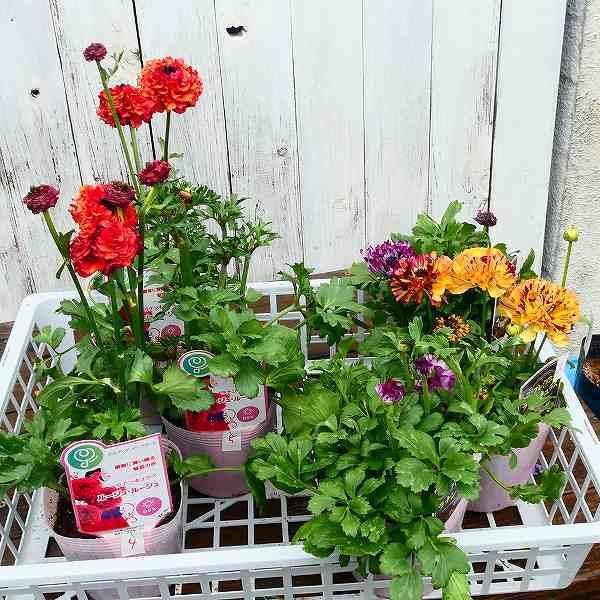 花苗 ラナンキュラス 綾リッチ パープル 紫 3 5号 苗 球根植物 01 08 お花処 昌山園 通販 Yahoo ショッピング
