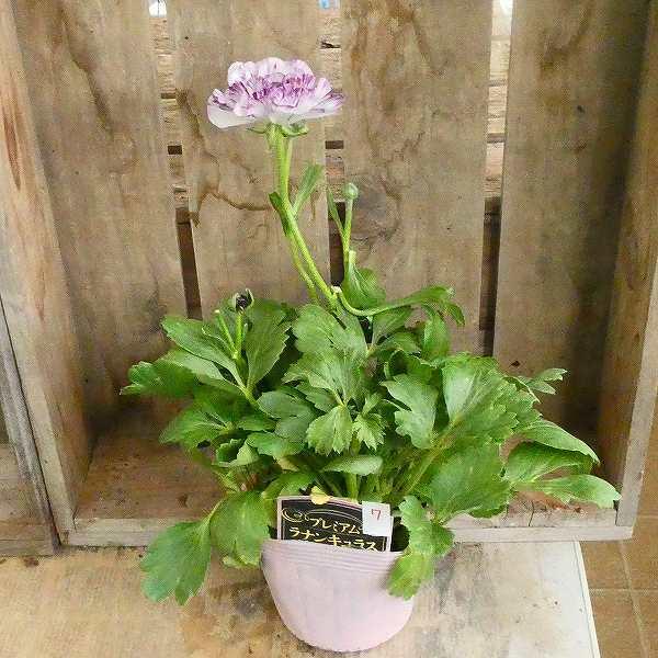 ラナンキュラス イカロス 現品7 パープル 4号ポット 苗 球根植物 花壇