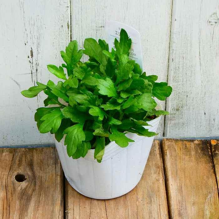 エリゲロン　源平小菊　根付き苗　現物発送　白ポット【種付き】５苗セット 小サイズ【2苗ポットごと】エリゲロン 源平小菊 - メルカリ