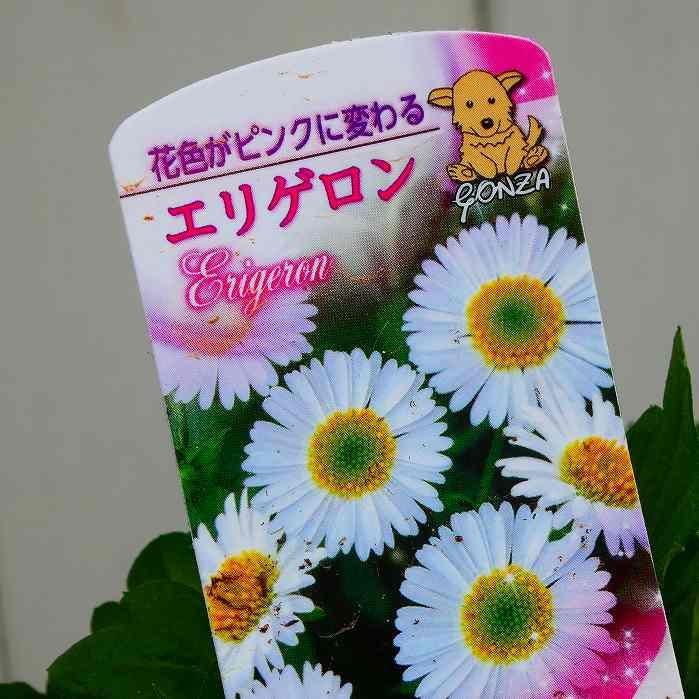 エリゲロン 苗 スパニッシュデージー 3号 源平小菊 花苗 グランド