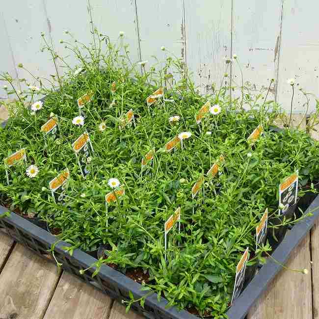 エリゲロン 苗 スパニッシュデージー 源平小菊 花苗 グランドカバー