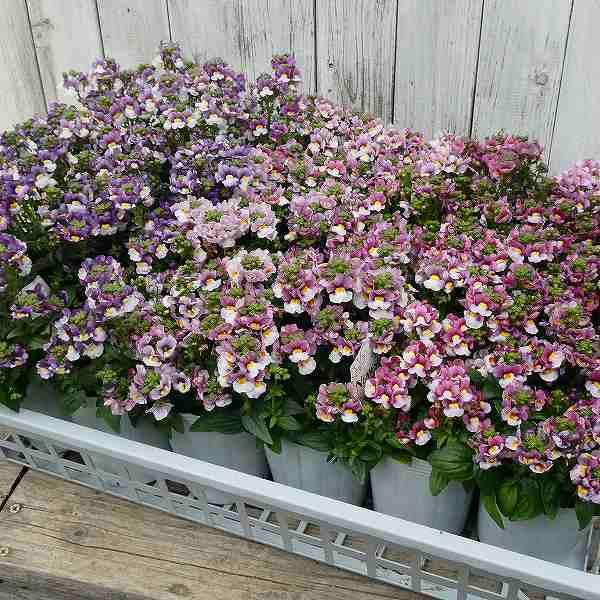 宿根ネメシア アレンジ ピンク 苗 3 5号 小花 花壇苗 耐寒性強 0211 お花処 昌山園 通販 Yahoo ショッピング