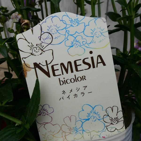 宿根ネメシア アレンジ ピンク 苗 3 5号 小花 花壇苗 耐寒性強 0211 お花処 昌山園 通販 Yahoo ショッピング