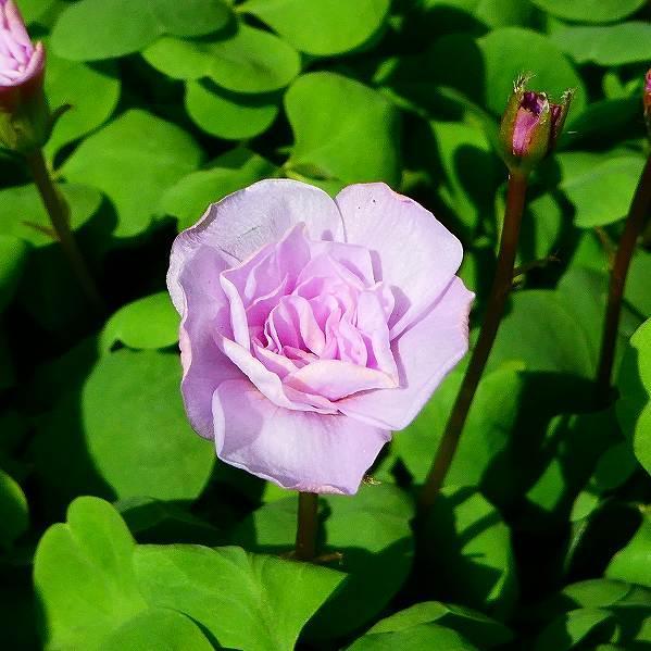 こちらお休み中❁オキザリス　ラベンダー沢山☆おまけ球根★薔薇　八重黄色 オキザリス 苗 オックスローズ バラ咲き 3.5号 八重咲き ピンク 球根