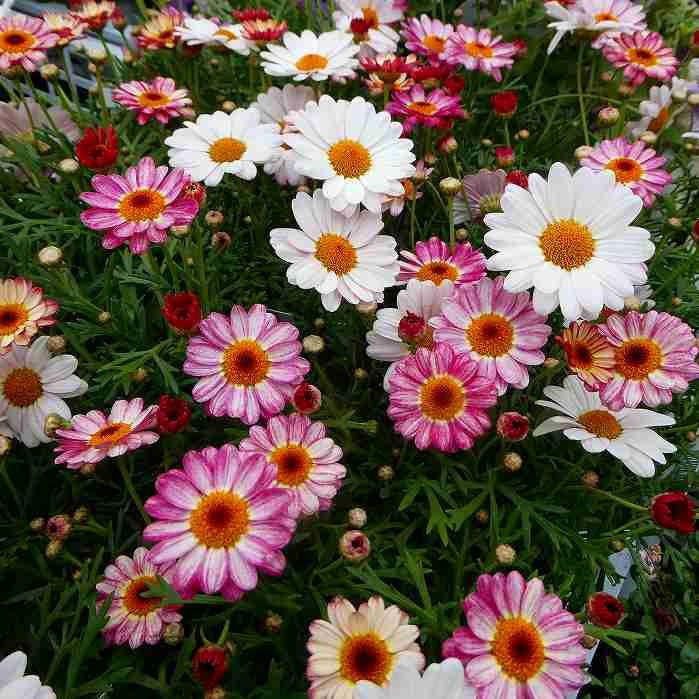 マーガレット 苗 雪路 3.5号 八重咲き 春の花 250311 : お花処 昌山園