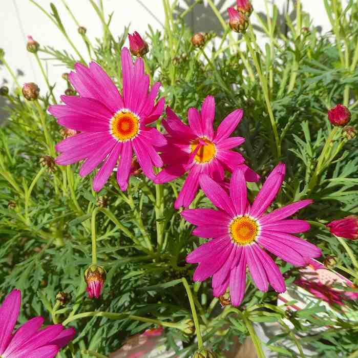 マーガレット エンジェリック ジャイアントピンク 大輪 ピンク 3 5号 苗 春の花 01 お花処 昌山園 通販 Yahoo ショッピング