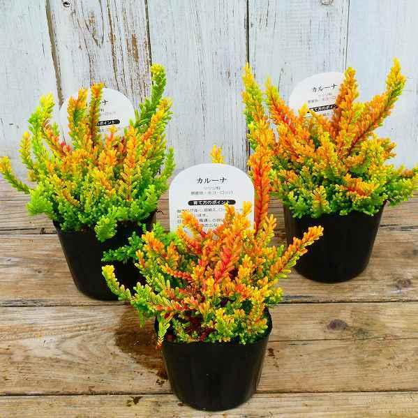 カルーナ ブルガリス レッド 3号ポット 苗 ヒース カラーリーフ 11 7 お花処 昌山園 通販 Yahoo ショッピング