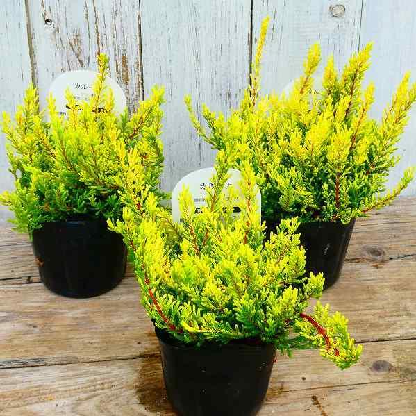 カルーナ ブルガリス ゴールド 黄金葉 3号ポット 苗 ヒース カラーリーフ 3番 29 お花処 昌山園 通販 Yahoo ショッピング