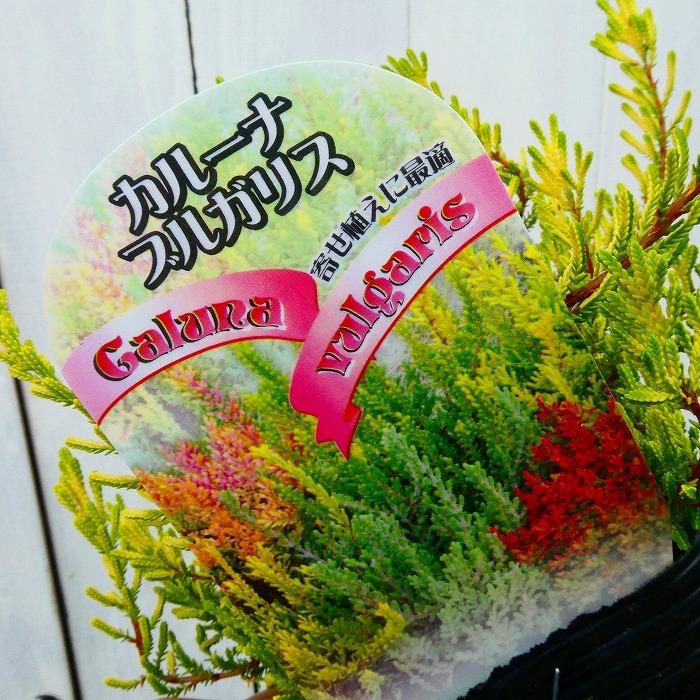 カルーナ ブルガリス ゴールド 黄金葉 3号ポット 苗 ヒース カラーリーフ 3番 29 お花処 昌山園 通販 Yahoo ショッピング