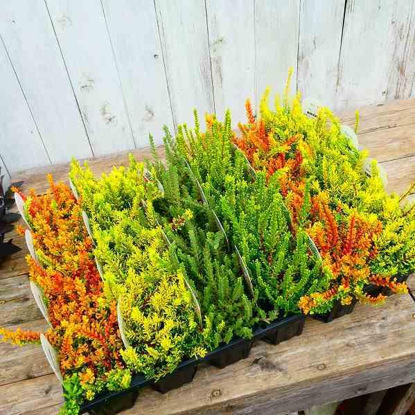 カルーナ ブルガリス ゴールド 黄金葉 3号ポット 苗 ヒース カラーリーフ 3番 29 お花処 昌山園 通販 Yahoo ショッピング