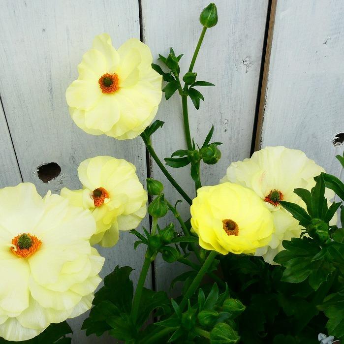 花苗 ラナンキュラス ラックス ハリオス 黄花 苗 4号ポット 苗 耐寒性 宿根草 球根植物 0302 お花処 昌山園 通販 Yahoo ショッピング
