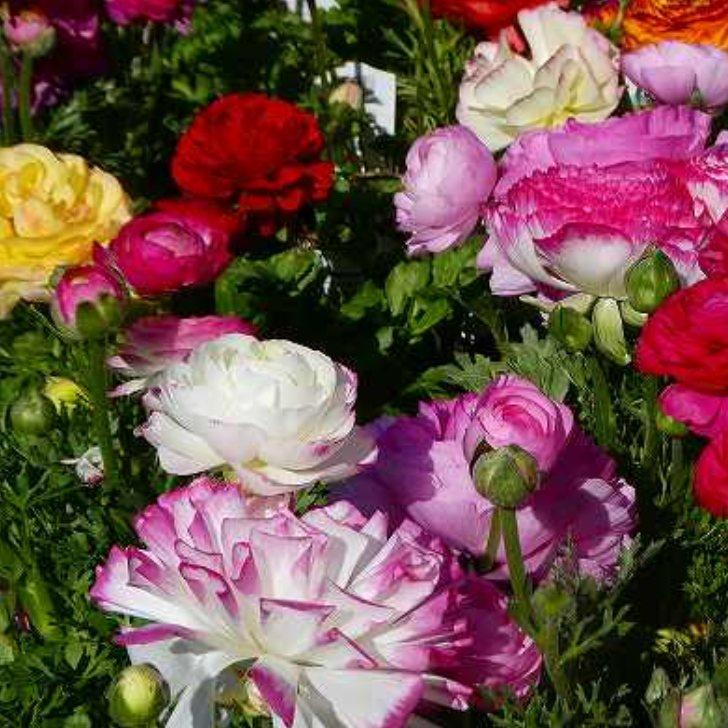 ラナンキュラス 苗 綾リッチ 花色お任せ 球根植物 花壇苗 春に咲く 綾