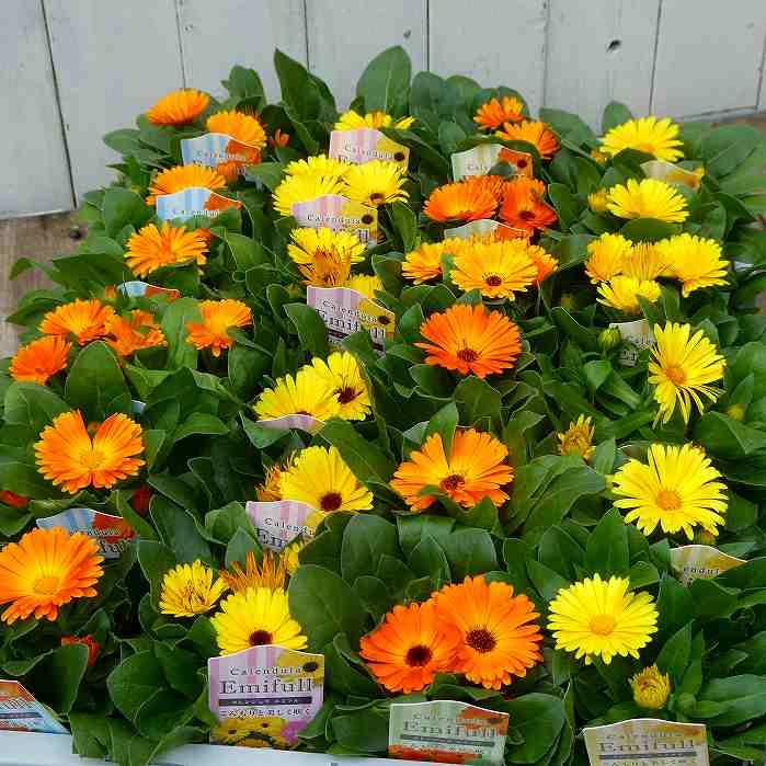 カレンジュラ 苗 エミフル サンセット きんせんか 冬花壇 花壇苗