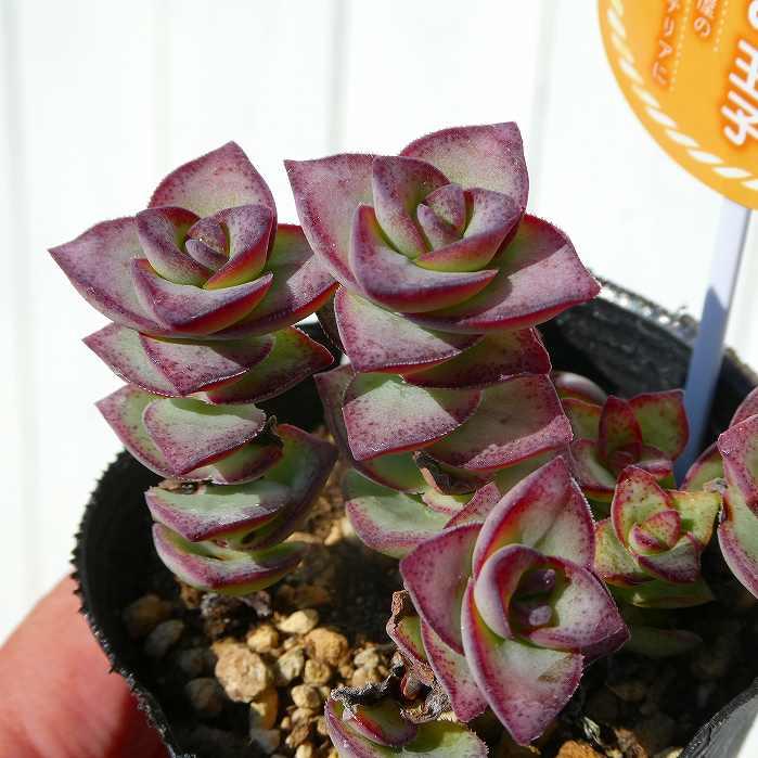 多肉植物 グレーと赤のグラデーション*9 多肉植物 グレーと赤のグラデーション*9 多肉植物 ピンク