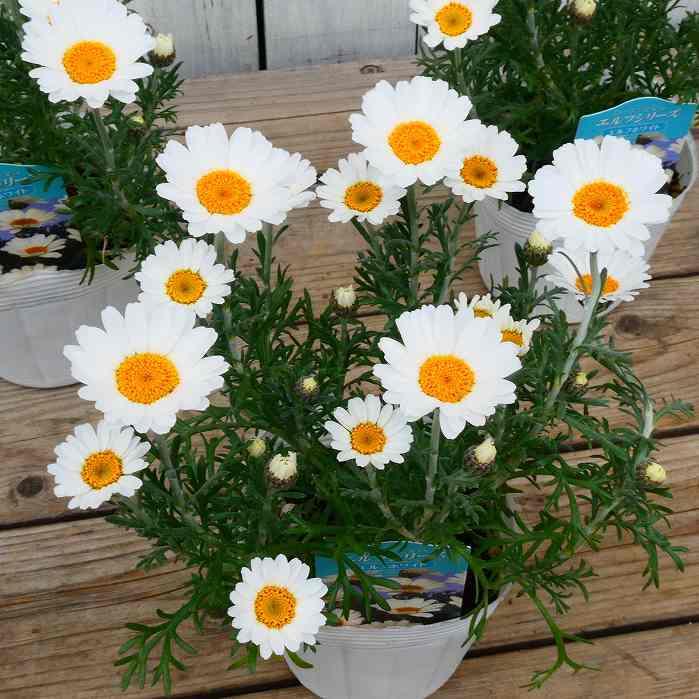 ローダンセマム 苗 エルフホワイト 3.5号 白花 春花壇に 耐寒性あり