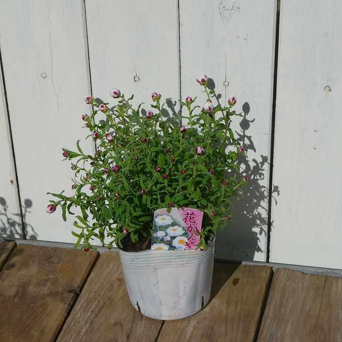花かんざし 苗 3.5号 ハナカンザシ 押し花素材にも 白花 ドライ