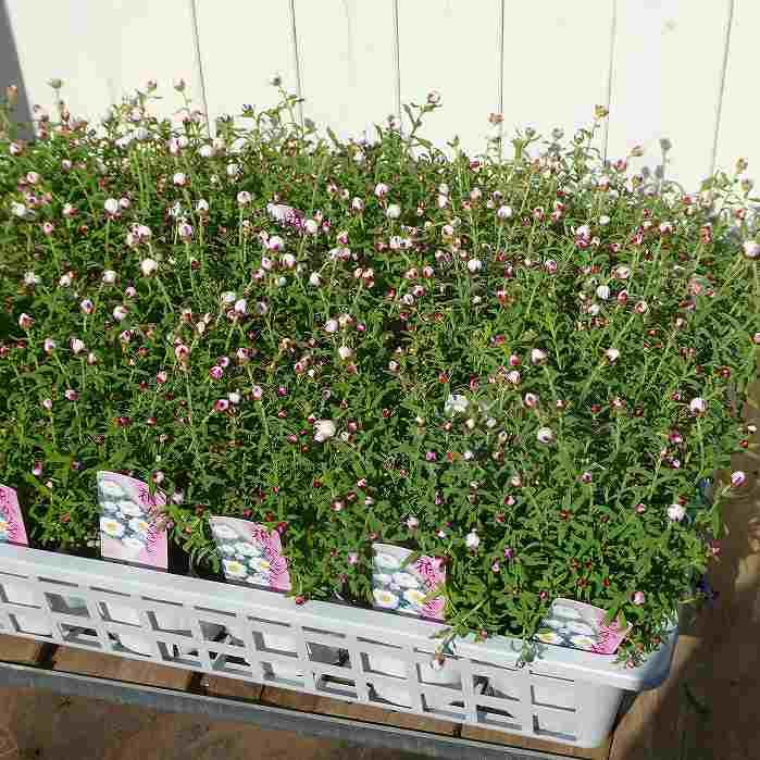 花かんざし 苗 3.5号 ハナカンザシ 押し花素材にも 白花 ドライ