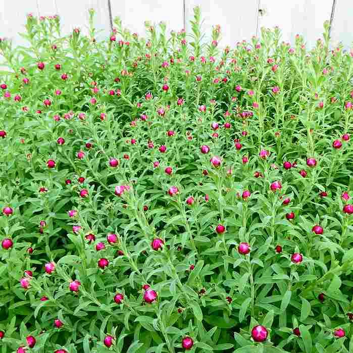 花かんざし 苗 3.5号 ハナカンザシ 押し花素材にも 白花 ドライ