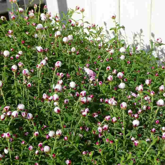 花かんざし 苗 3.5号 ハナカンザシ 押し花素材にも 白花 ドライ