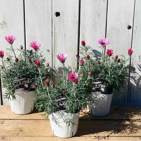 ローダンセマム　苗♡かわいいお庭♡ガーデン　ガーデニング　春 ローダンセマム 苗♡かわいいお庭♡ガーデン ガーデニング 春