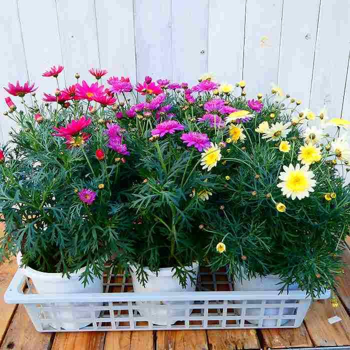 マーガレット ソレミオ 5号ポット 鉢植え 苗 丁字咲 黄花 春の花