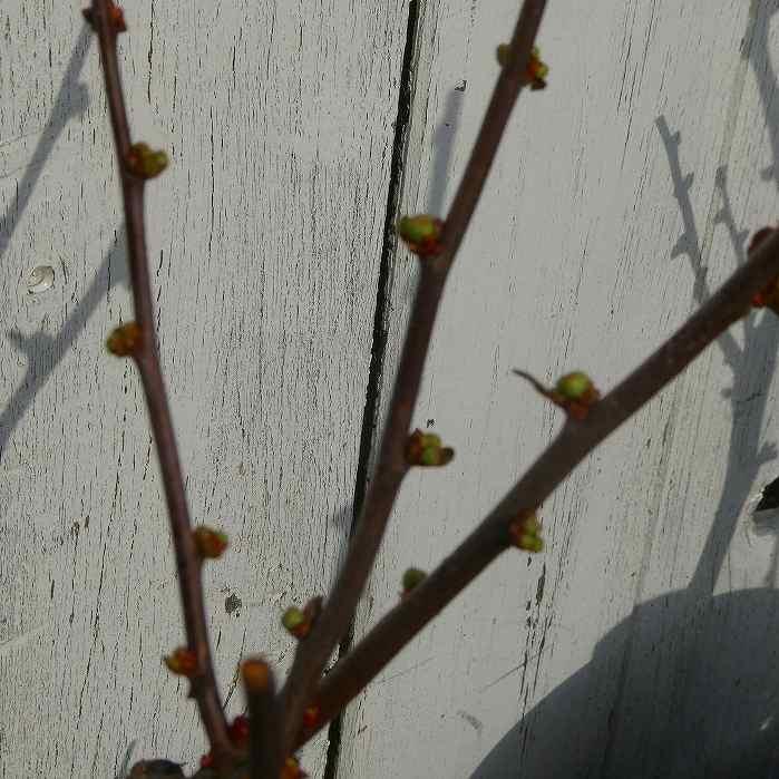 ボケ 紅牡丹 赤花 4号鉢 盆栽素材 木瓜 春の花 251203 : お花処 昌山園