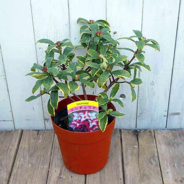 沈丁花 苗ジンチョウゲ 赤花 5号 苗木 低木 香りの花 常緑樹 植木