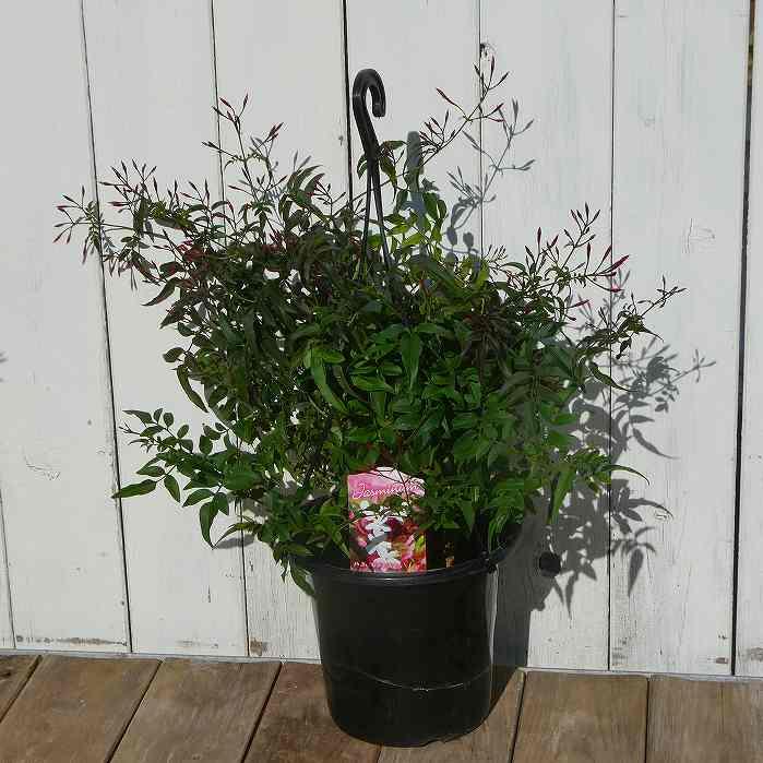 ジャスミン 苗 羽衣ジャスミン 5号 吊り鉢 ツル植物 フェンス 白花