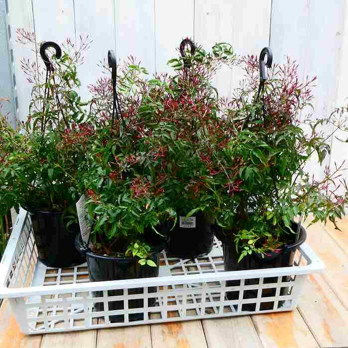 ジャスミン 苗 羽衣ジャスミン 5号 吊り鉢 ツル植物 フェンス 白花