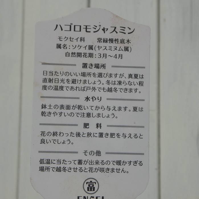 ジャスミン 苗 羽衣ジャスミン 5号 吊り鉢 ツル植物 フェンス 白花