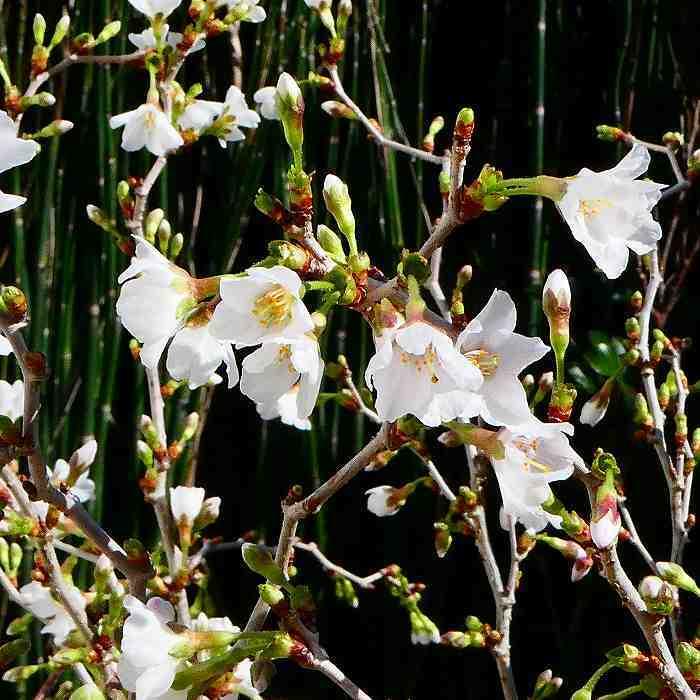 桜 湖上の舞 苗木 富士桜 3.5号 雲龍桜 一重 豆桜 矮性 盆栽素材 花木 