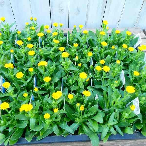 キンセンカ 小輪カレンジュラ 冬知らず 苗 3 5号 耐寒性 花壇苗 1026 お花処 昌山園 通販 Yahoo ショッピング