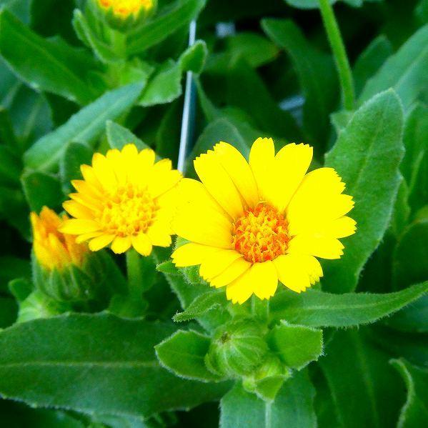 キンセンカ 小輪カレンジュラ 冬知らず 苗 3 5号 耐寒性 花壇苗 1026 お花処 昌山園 通販 Yahoo ショッピング