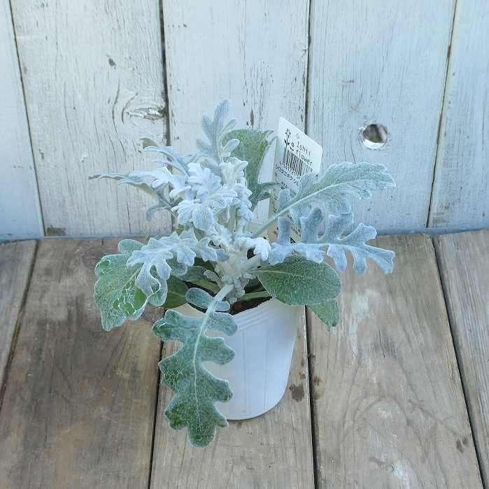 白妙菊 苗 2.5号 寄せ植えに ガーデニング 冬のシルバーリーフ 定番