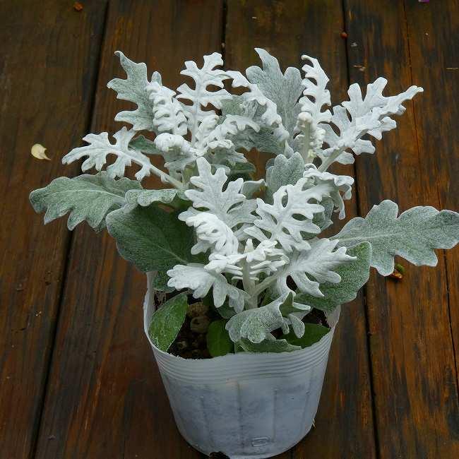 白妙菊 苗 3.5号 寄せ植えに ガーデニング 冬のシルバーリーフ 定番