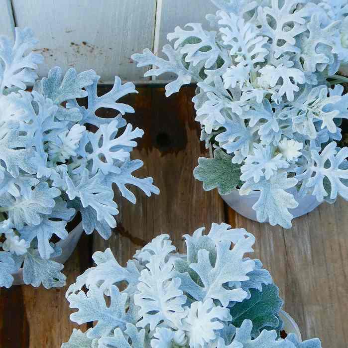 白妙菊 苗 2.5号 寄せ植えに ガーデニング 冬のシルバーリーフ 定番