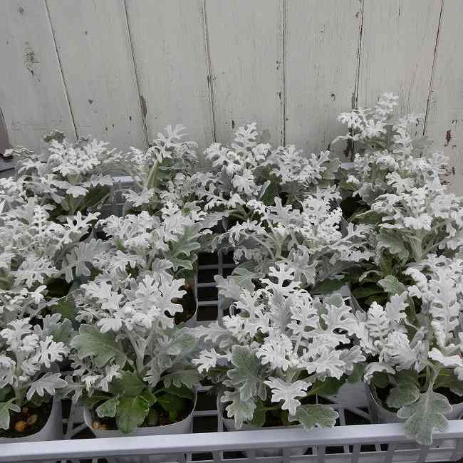 白妙菊 苗 3.5号 寄せ植えに ガーデニング 冬のシルバーリーフ 定番