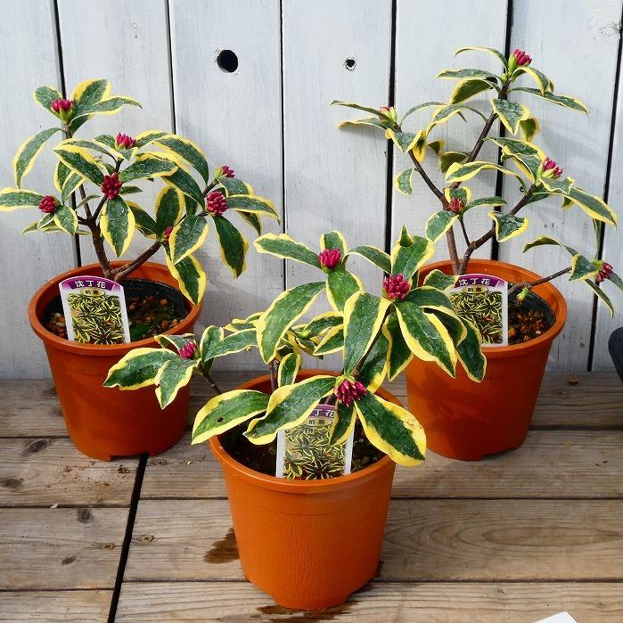 植木 ジンチョウゲ 沈丁花 前島 斑入り 香り 常緑低木 春 4 5号鉢 庭木 0126 お花処 昌山園 通販 Yahoo ショッピング
