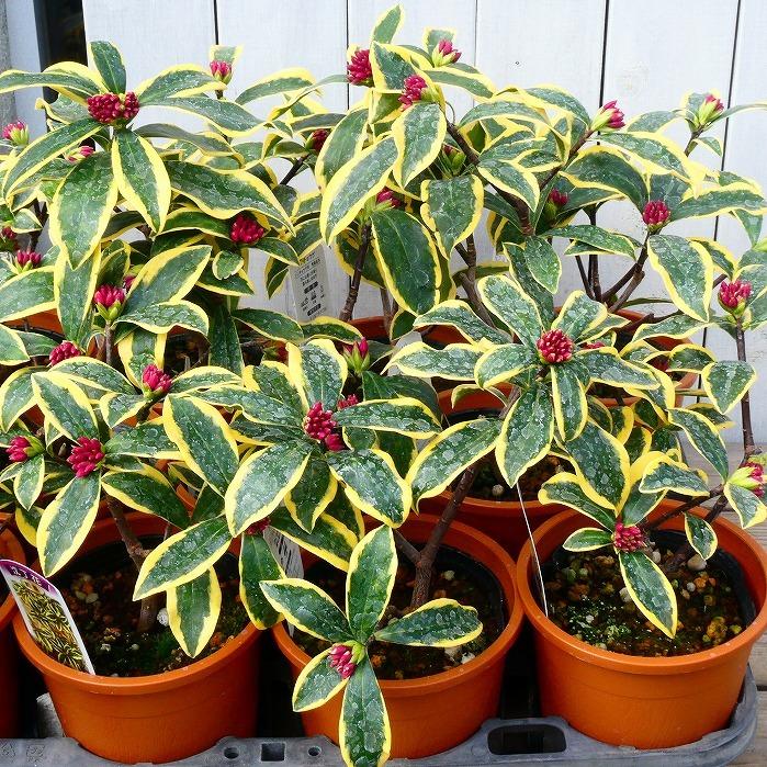 植木 ジンチョウゲ 沈丁花 前島 斑入り 香り 常緑低木 春 4 5号鉢 庭木 0126 お花処 昌山園 通販 Yahoo ショッピング
