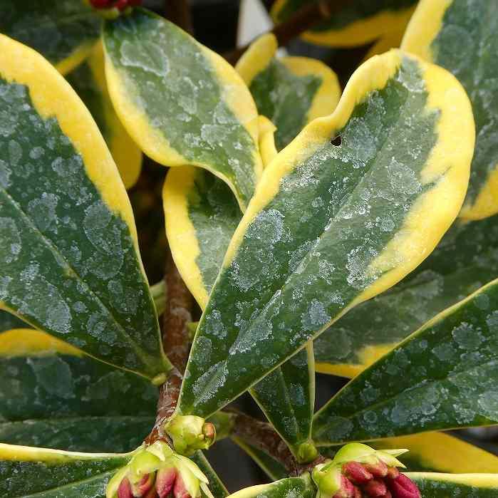 沈丁花 苗 前島 斑入り 4号 香り 常緑低木 庭木 251209 : お花処 昌