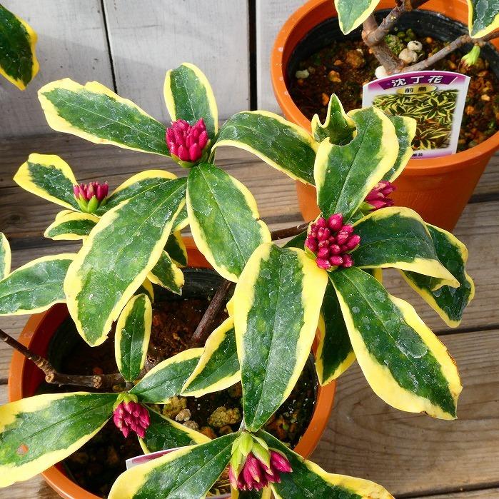 植木 ジンチョウゲ 沈丁花 前島 斑入り 香り 常緑低木 春 4 5号鉢 庭木 0126 お花処 昌山園 通販 Yahoo ショッピング