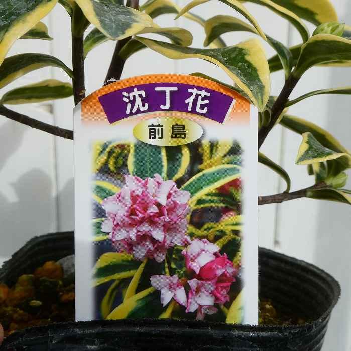 沈丁花 苗 前島 斑入り 4号 香り 常緑低木 庭木 251209 : お花処 昌